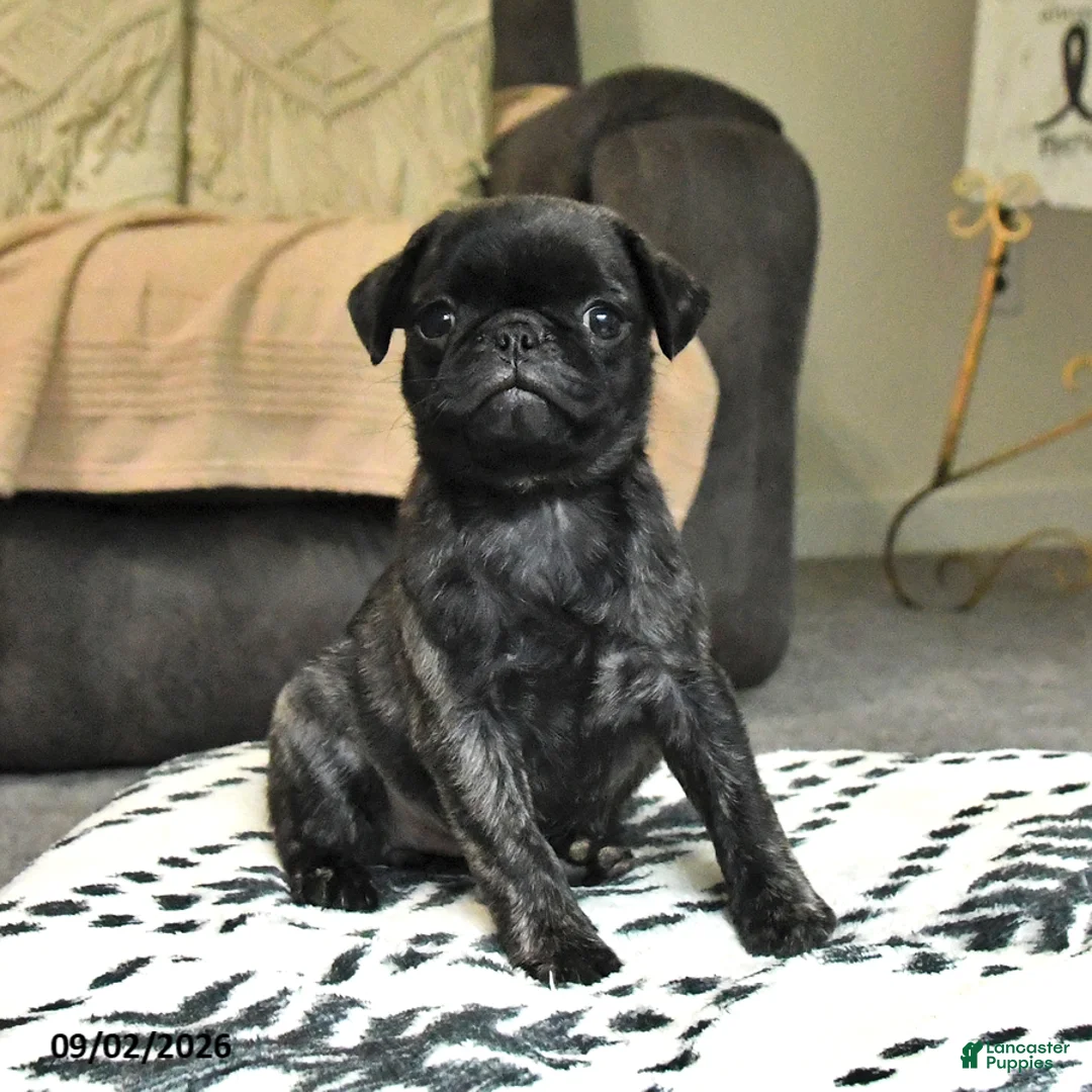 Pug dogs for sale: Poppy - Ad 1