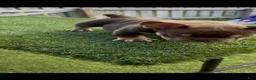 American Bully dogs for sale: Showstoppa - Ad 3