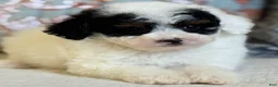 Miniature Poodle dogs for sale: Elton - Ad 8