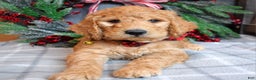 Goldendoodle dogs for sale: Parker  - Ad 9