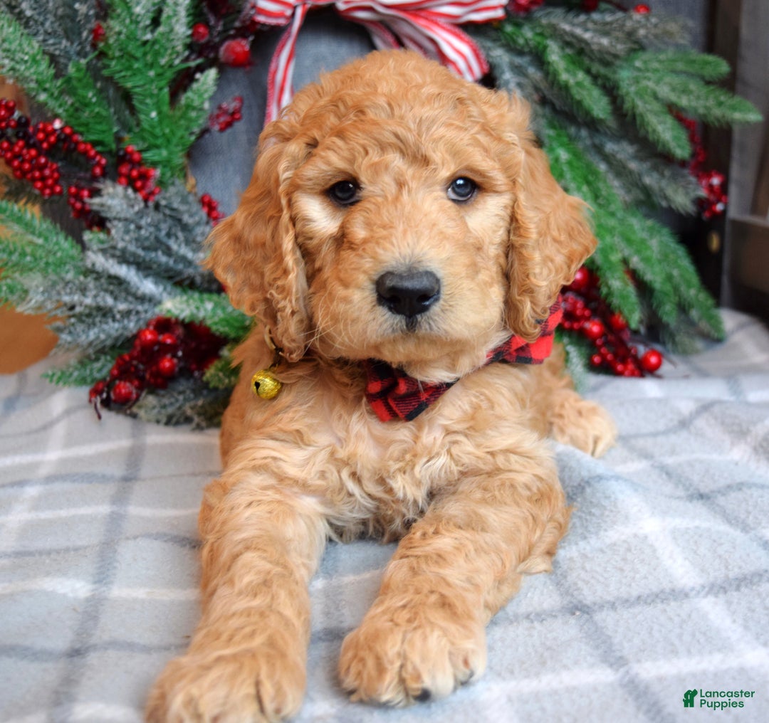 Goldendoodle dogs for sale: Parker  - Ad 9