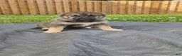 Gerberian Shepsky dogs for sale: Princess - Ad 1