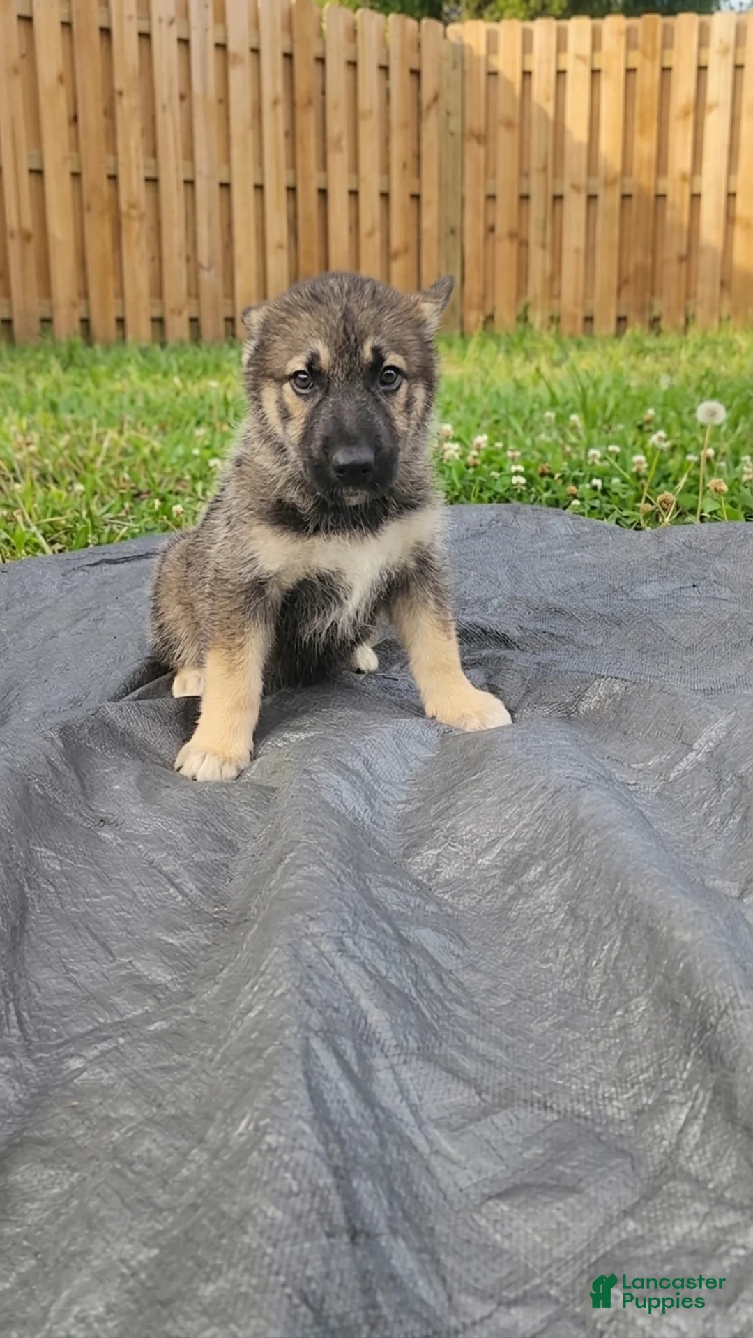 Gerberian Shepsky dogs for sale: Princess - Ad 1