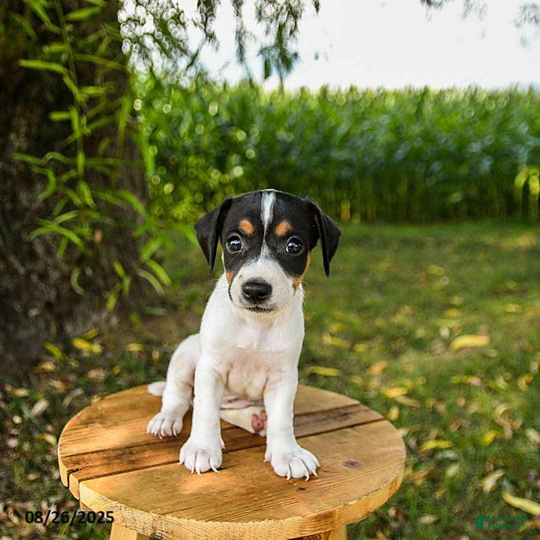 Jack Russell Terrier dogs for sale: Ella - Ad 3