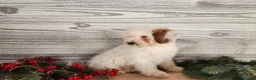 Mini Bernedoodle dogs for sale: Rudolph - Ad 13