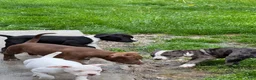 American Bully dogs for sale: Snoh - Ad 3