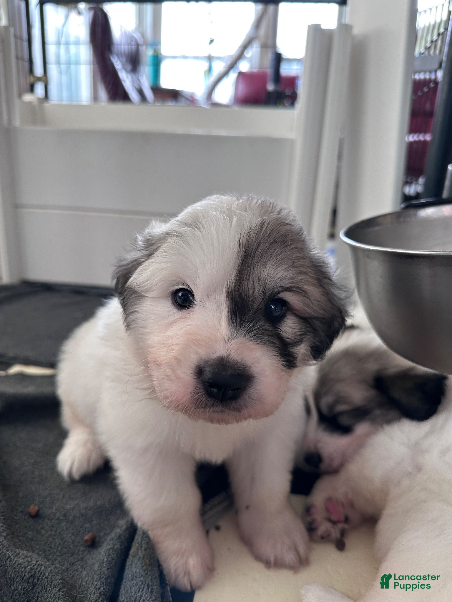 Great Pyrenees dogs Dill - Ad 2