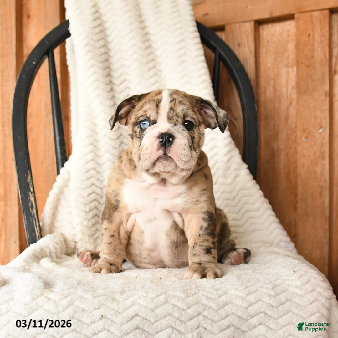 English Bulldog dogs for sale: Molly - Ad 1