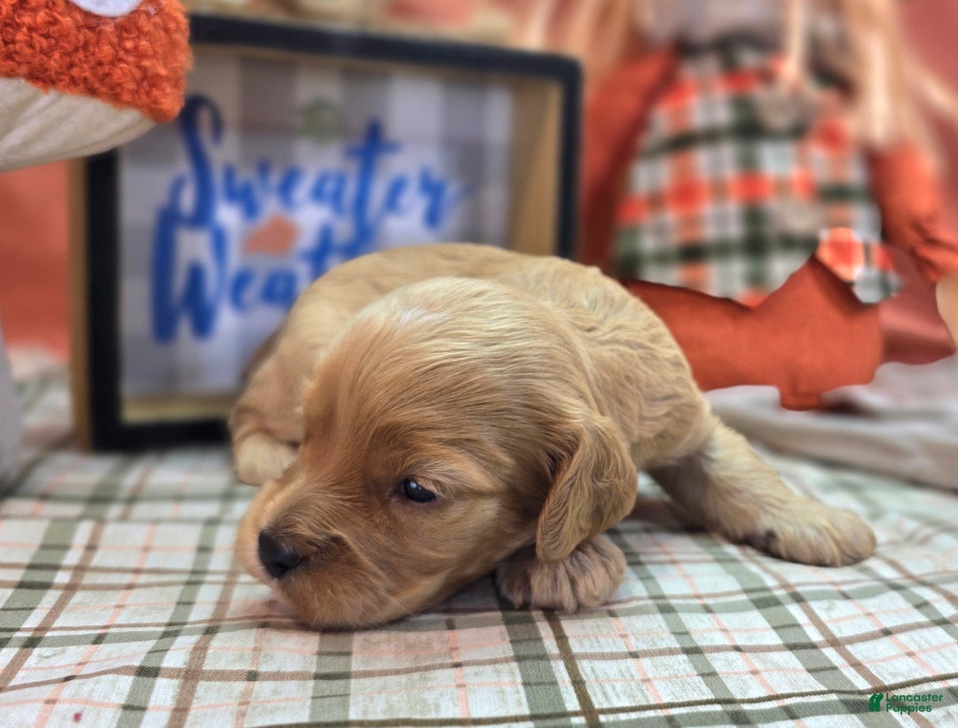 Cockapoo dogs for sale: Private Benjamin - Ad 3