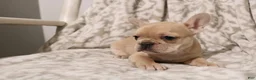 French Bulldog dogs for sale: Luna - Ad 6