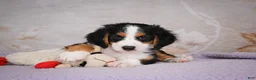 Mini Bernedoodle dogs for sale: Ben - Ad 5