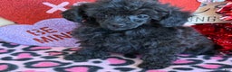 Toy Poodle dogs for sale: Olive - Ad 2