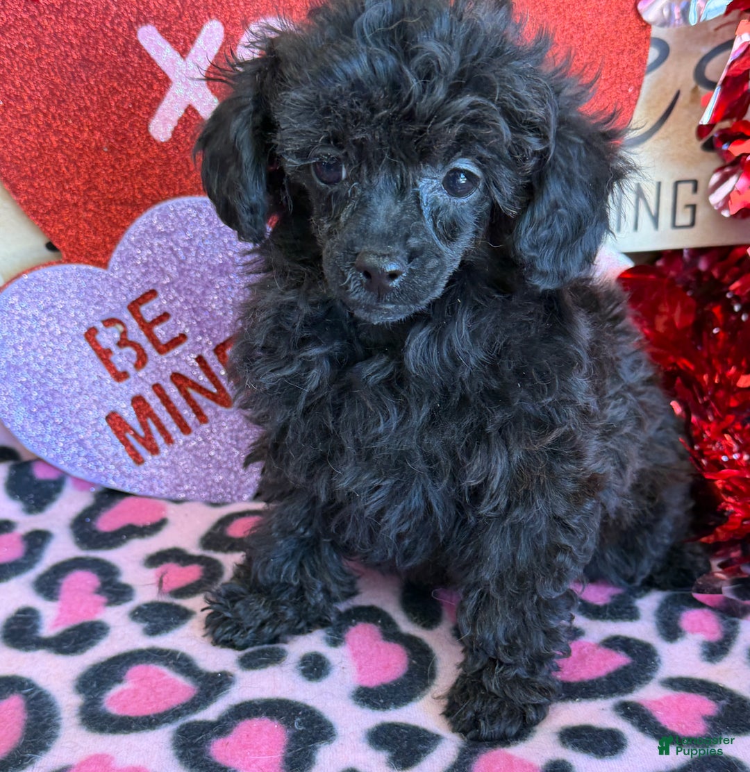 Toy Poodle dogs for sale: Olive - Ad 2
