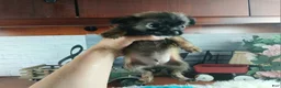 Chihuahua dogs for sale: Micro teacup long hair darker boy. Hand Delivery  - Ad 3