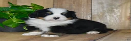 Bernese Mountain Dog dogs for sale: Ollie - Ad 4