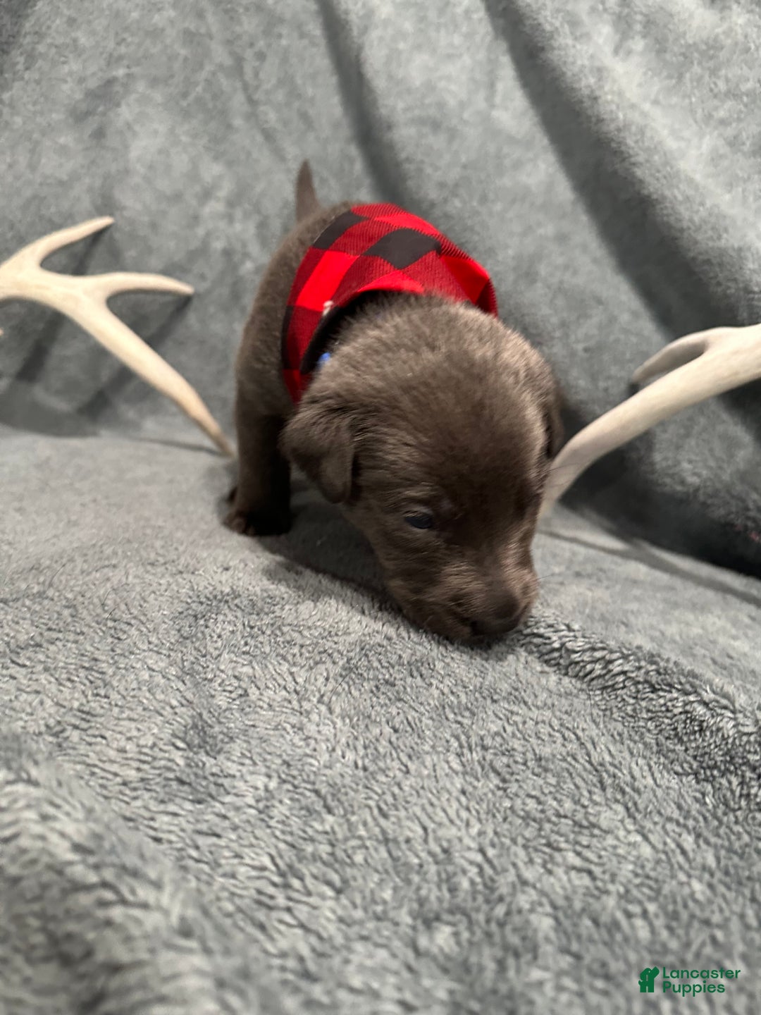 Labrador Retriever dogs for sale: Ash  - Ad 4