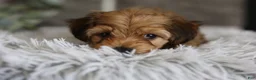 Yorkiepoo dogs for sale: Peanut - Ad 7