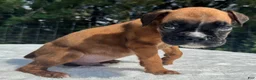 Boxer dogs for sale: Austin - Ad 4