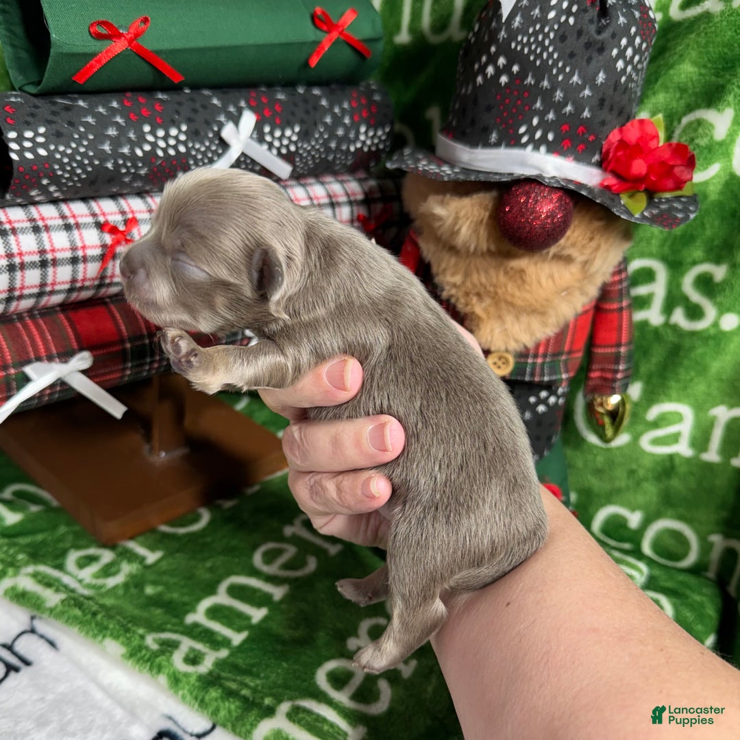 Chihuahua dogs for sale: Aurora Long Coat Lavender  - Ad 4