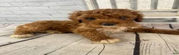 Cavapoo dogs for sale: Rosie - Ad 4