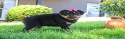 Rottweiler dogs for sale: Sophie - Ad 4