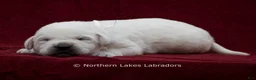 Labrador Retriever dogs for sale: Michael - Ad 4