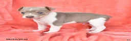 Rat Terrier dogs for sale: Tony - Ad 3