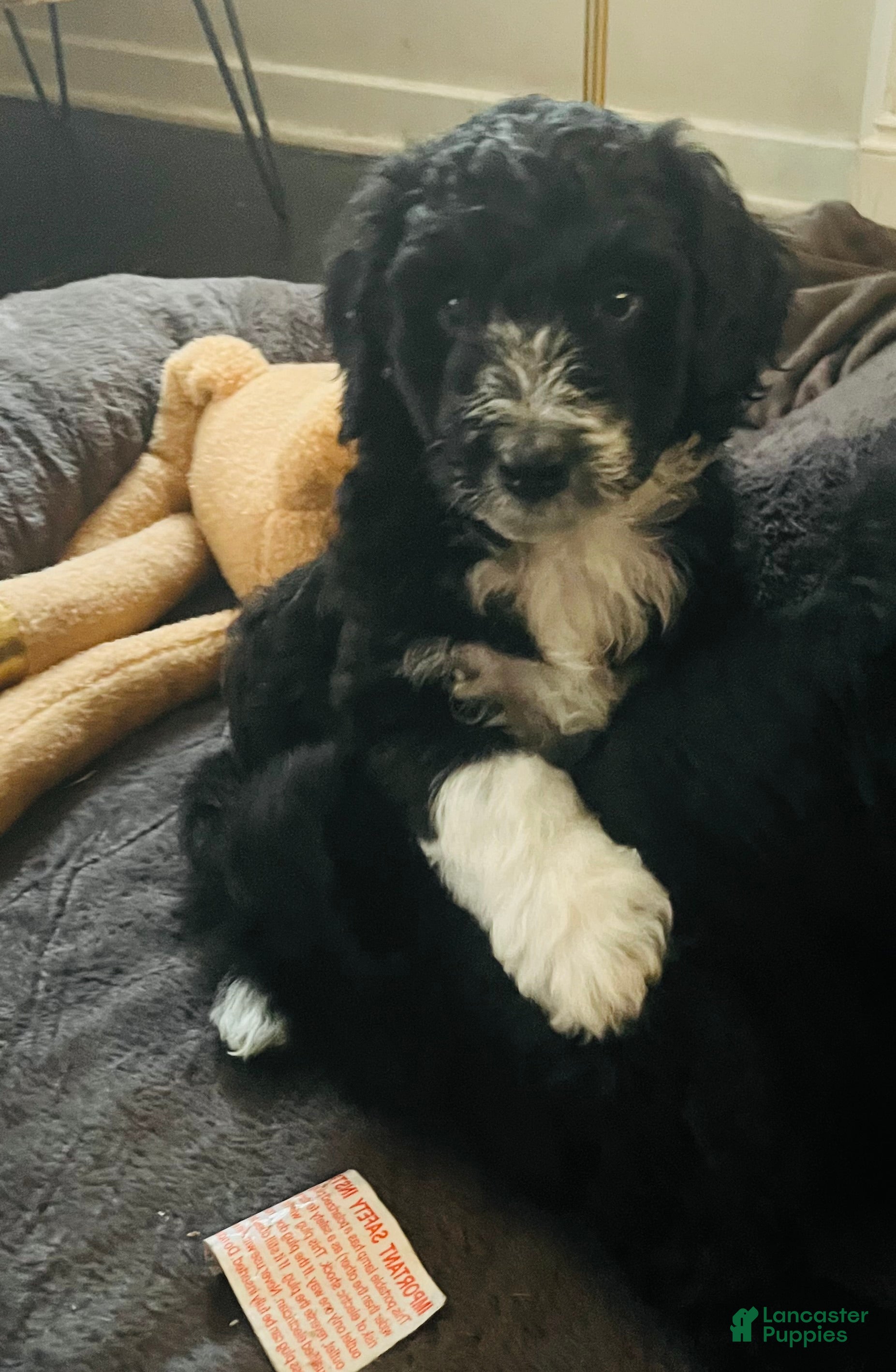 Aussiedoodle dogs Scarlet  - Ad 1
