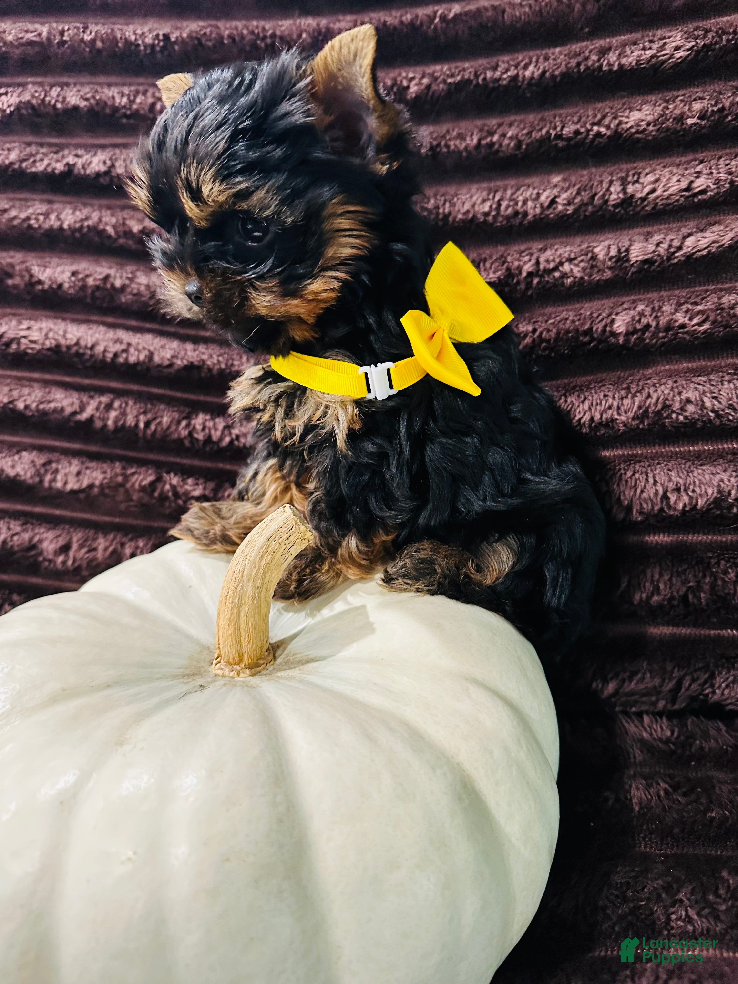 Yorkshire Terrier dogs Louis - Ad 2