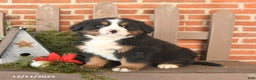 Bernese Mountain Dog dogs for sale: Boots - Ad 2