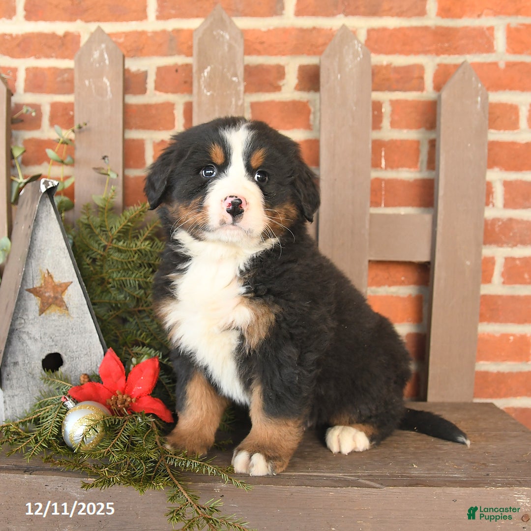 Bernese Mountain Dog dogs for sale: Boots - Ad 2