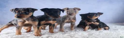 Miniature Pinscher dogs for sale: ANGEL - Ad 13
