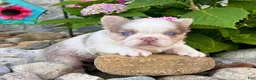 French Bulldog dogs for sale: Mercedes - Ad 5