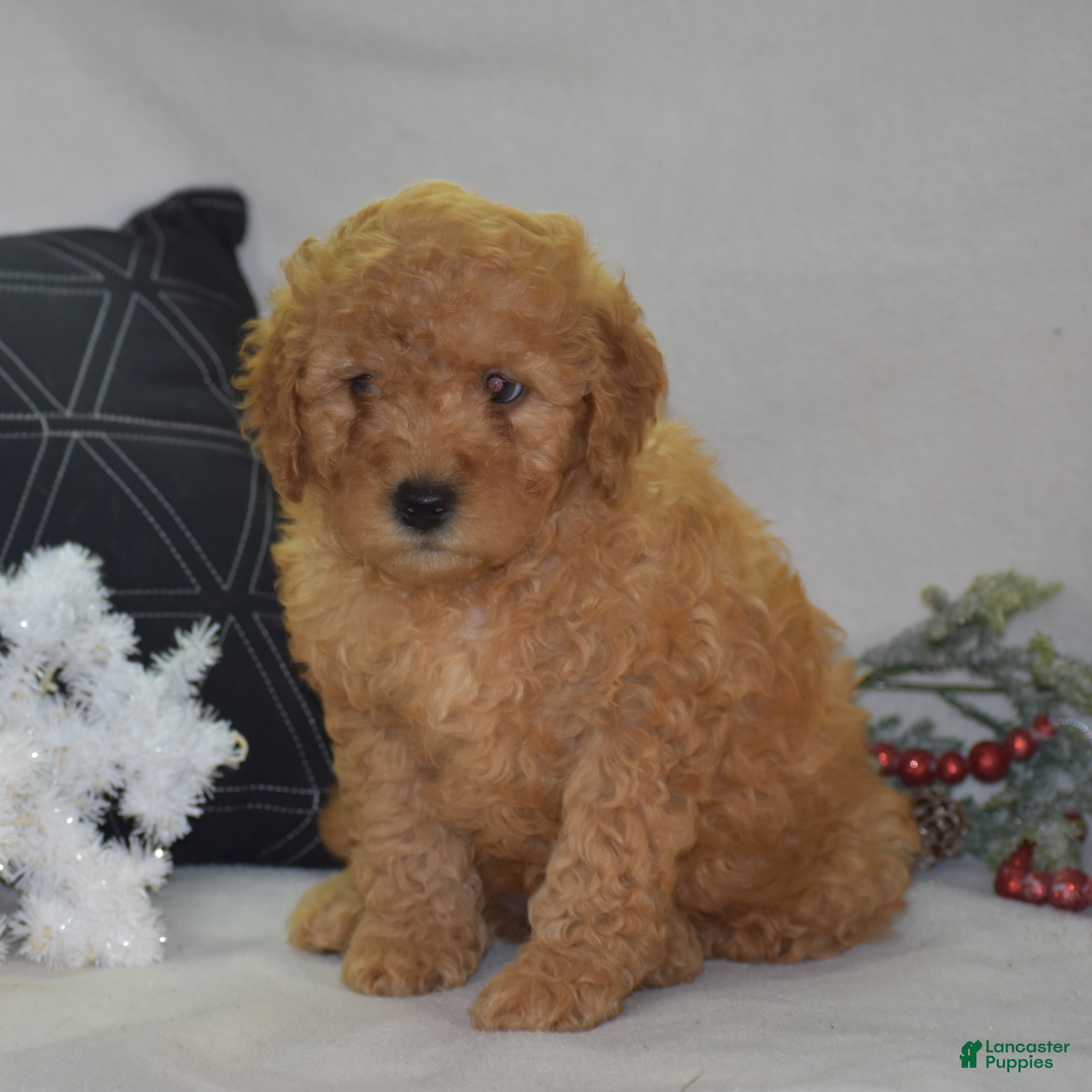Mini Goldendoodle dogs Glaze - Ad 1