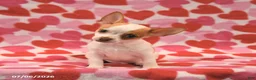 Chihuahua dogs for sale: Lucky - Ad 4