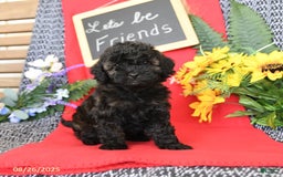 Mini Goldendoodle dogs for sale: Coconut - Image 20