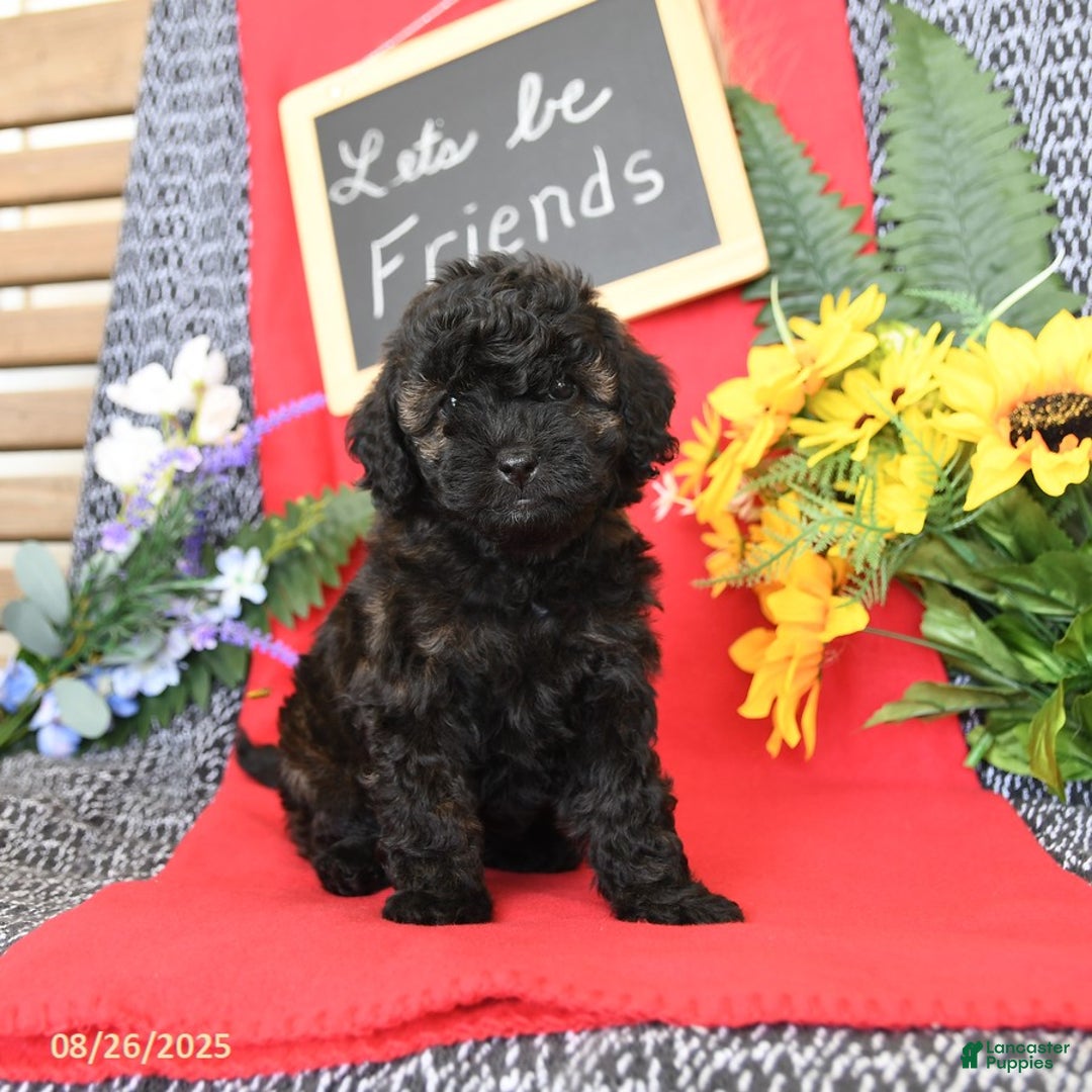 Mini Goldendoodle dogs for sale: Coconut - Image 20