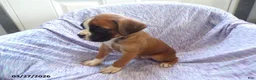 Boxer dogs for sale: Waylon - Ad 2