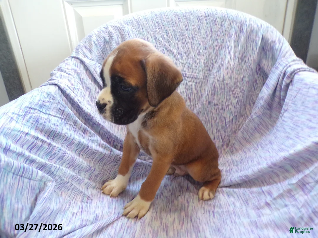 Boxer dogs for sale: Waylon - Ad 2