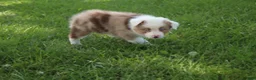 Australian Shepherd dogs for sale: Sienna - Ad 4
