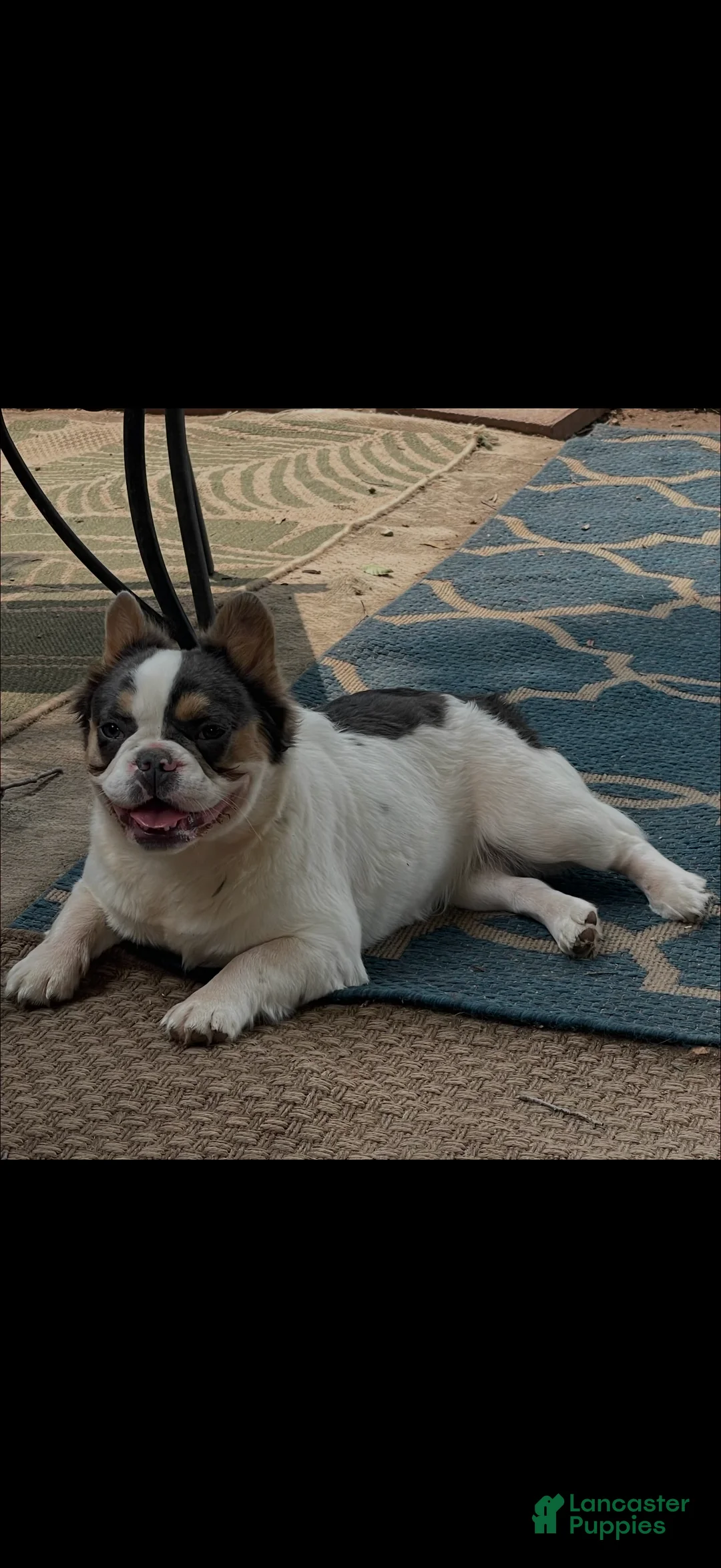 French Bulldog dogs for sale: French Bulldog 1 - Ad 1