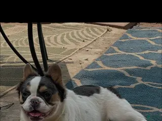 French Bulldog dogs French Bulldog 1 - Ad 34