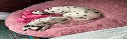 Dalmatian dogs for sale: Dalmatian 1 - Ad 2