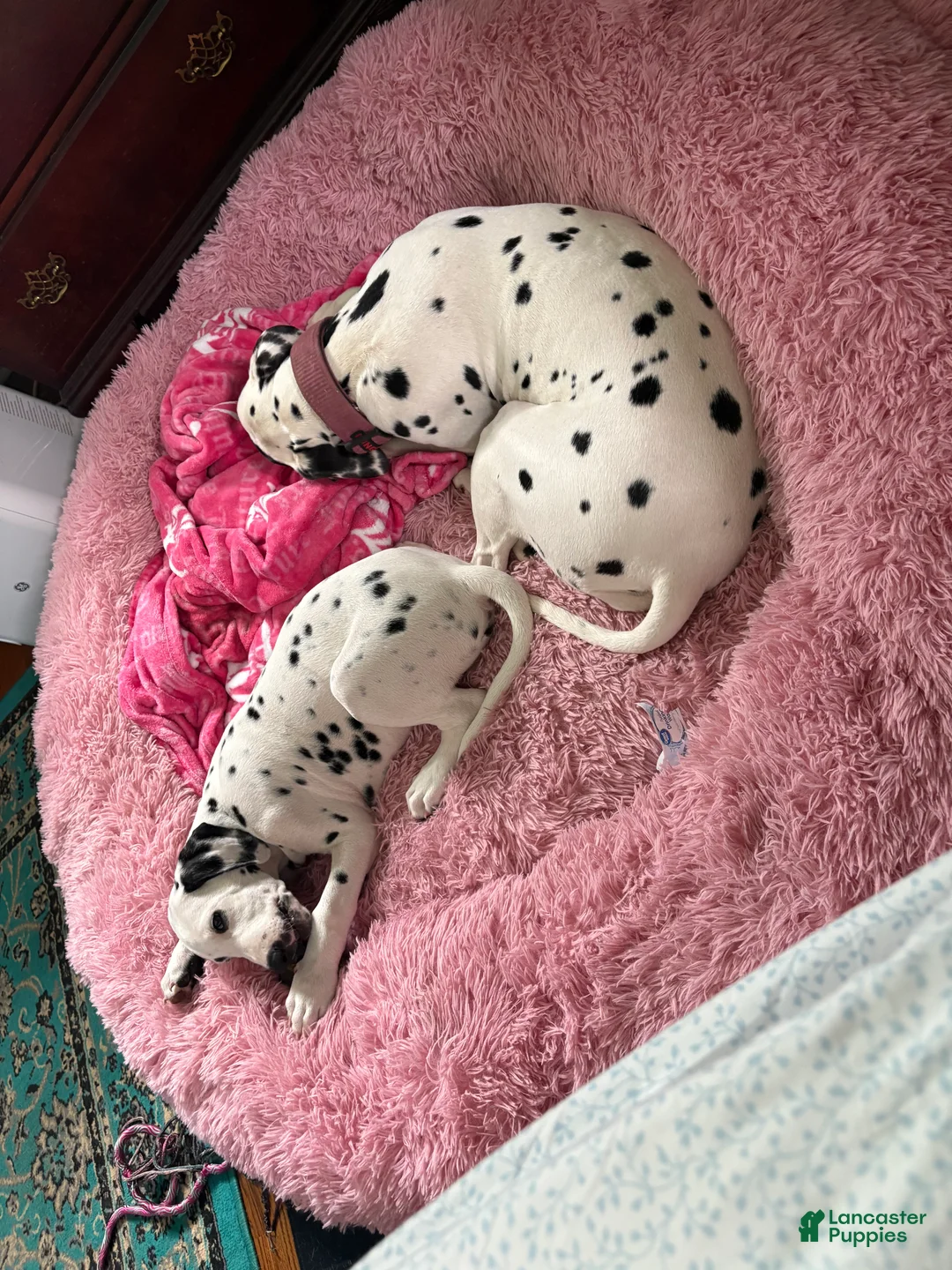 Dalmatian dogs for sale: Dalmatian 1 - Ad 2