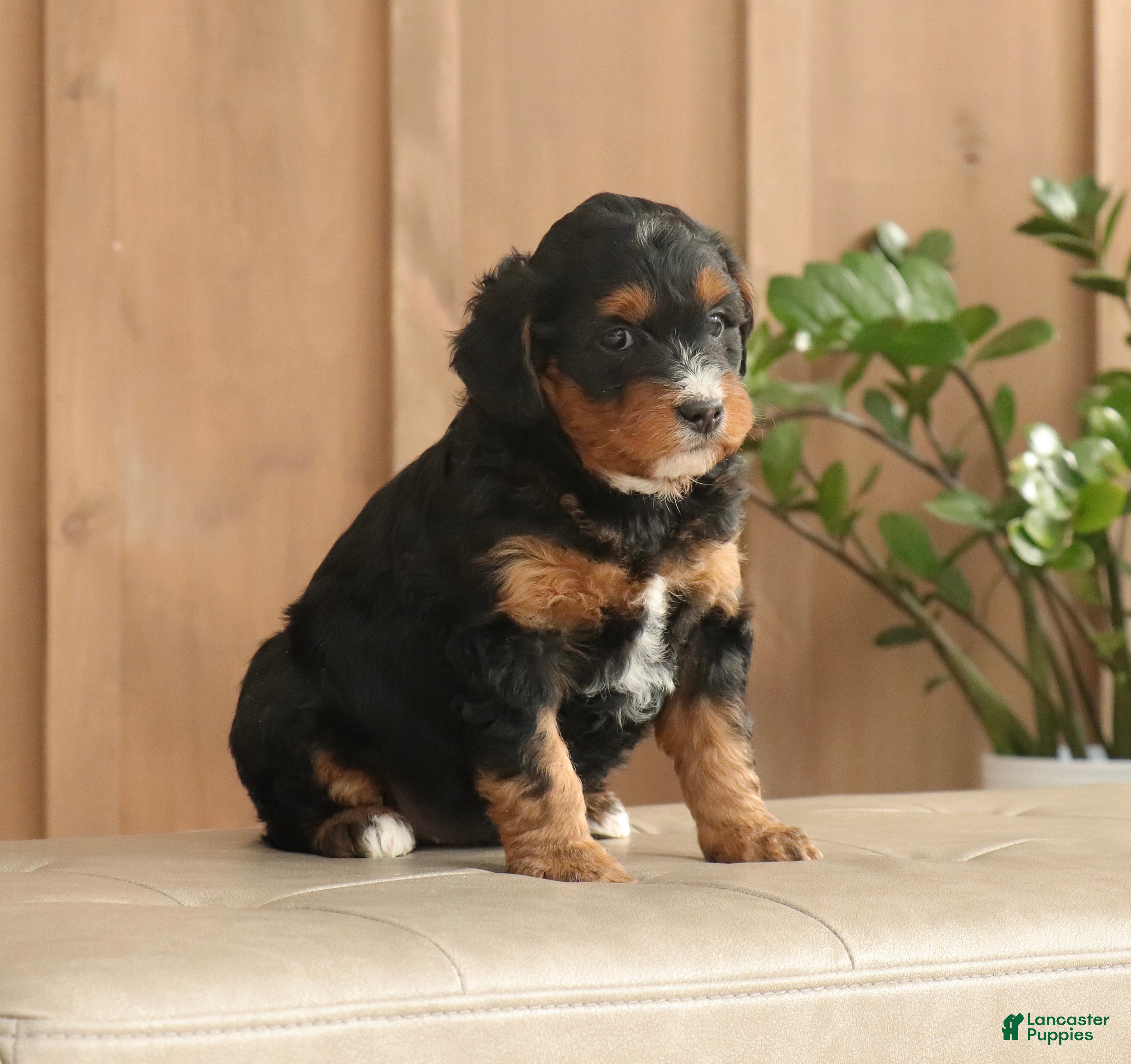 Mini Bernedoodle dogs Max - Ad 2