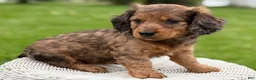 Miniature Dachshund dogs for sale: Mason - Ad 3