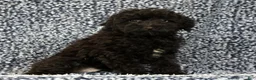 Yorkiepoo dogs for sale: Zack - Ad 4