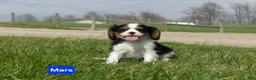 Cavalier King Charles Spaniel dogs for sale: Mars - Ad 6
