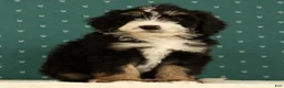 Mini Bernedoodle dogs for sale: Ranger - Ad 7