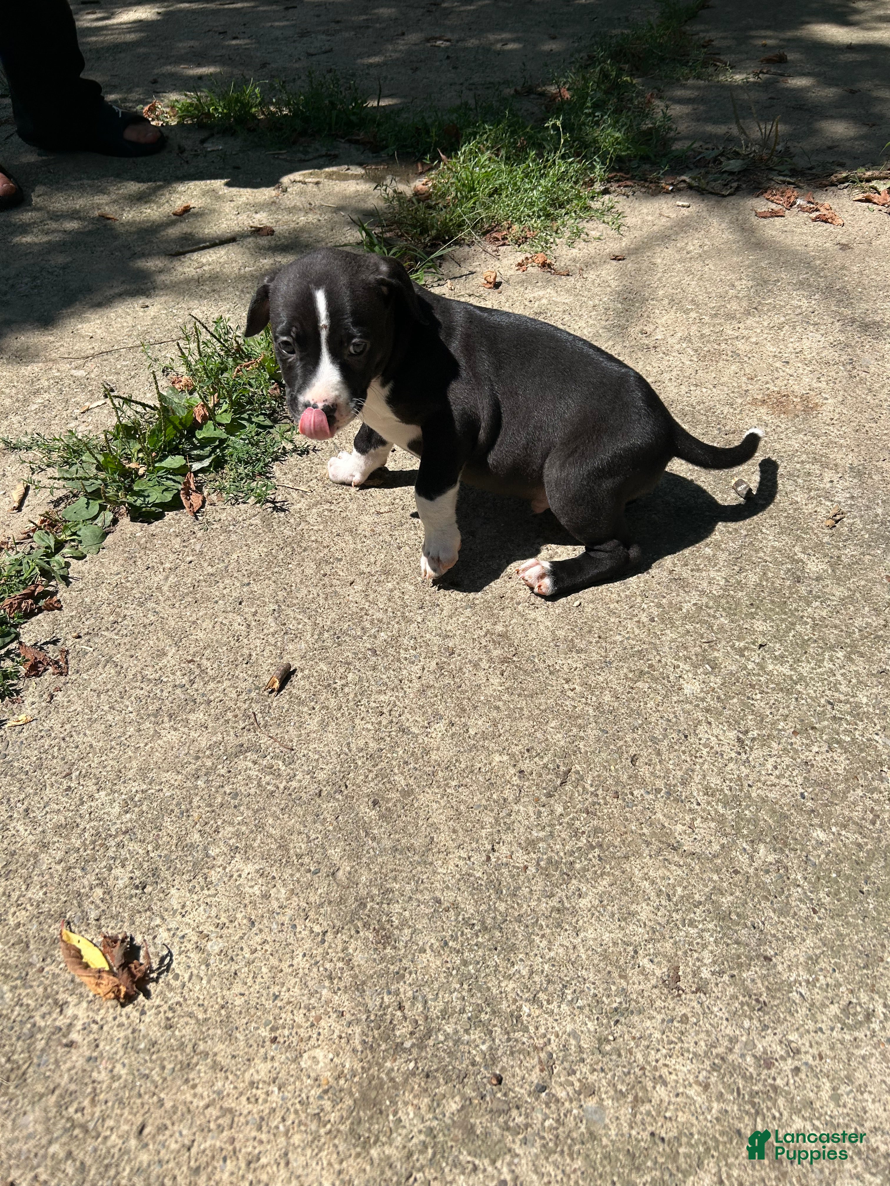 American Pit Bull Terrier dogs American Pit Bull Terrier 3 - Ad 30